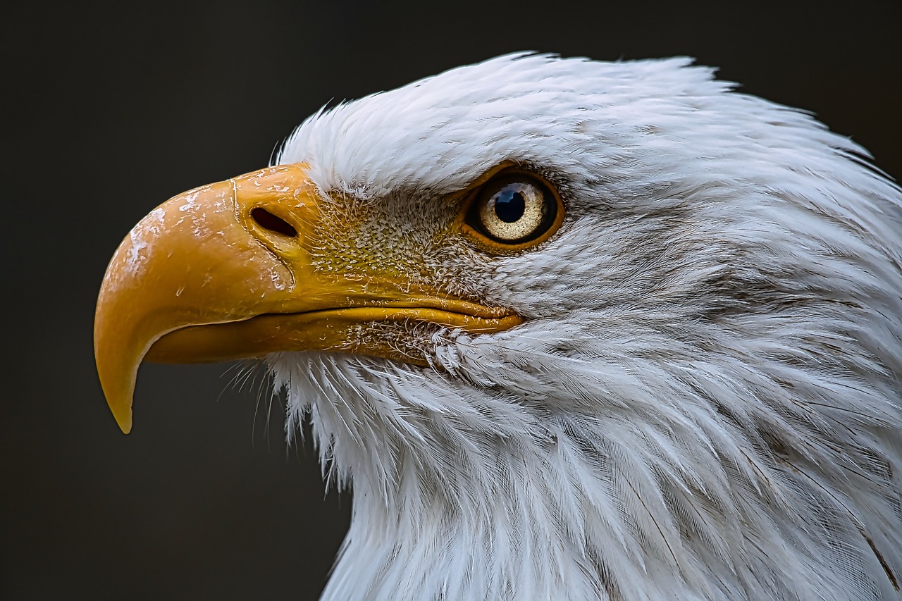 Freedom is as Freedom Does
